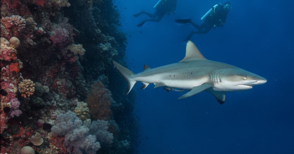 Grey reef shark cruising past a coral drop-off in open blue water