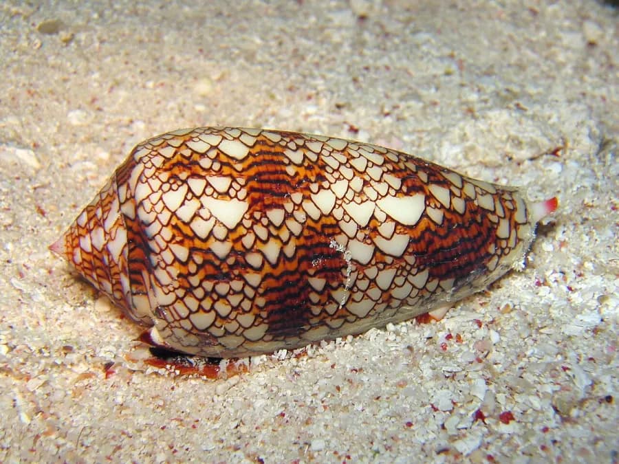 Cone snails — what it really looks like