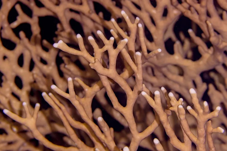 Fire coral — what it really looks like