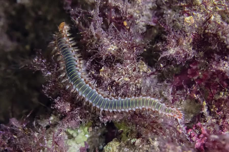 Bristle worms (fireworms) — what it really looks like