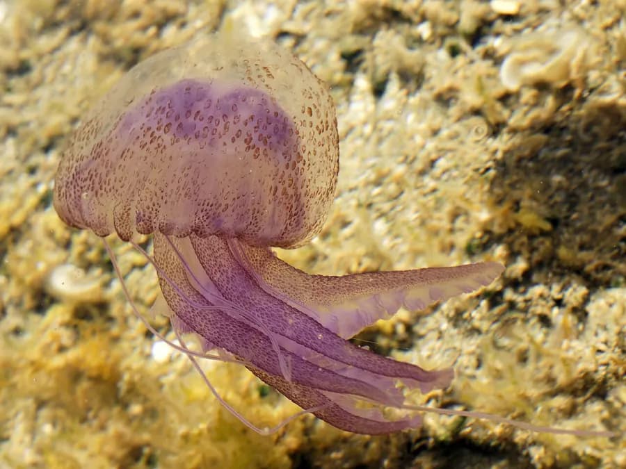 Jellyfish — what it really looks like