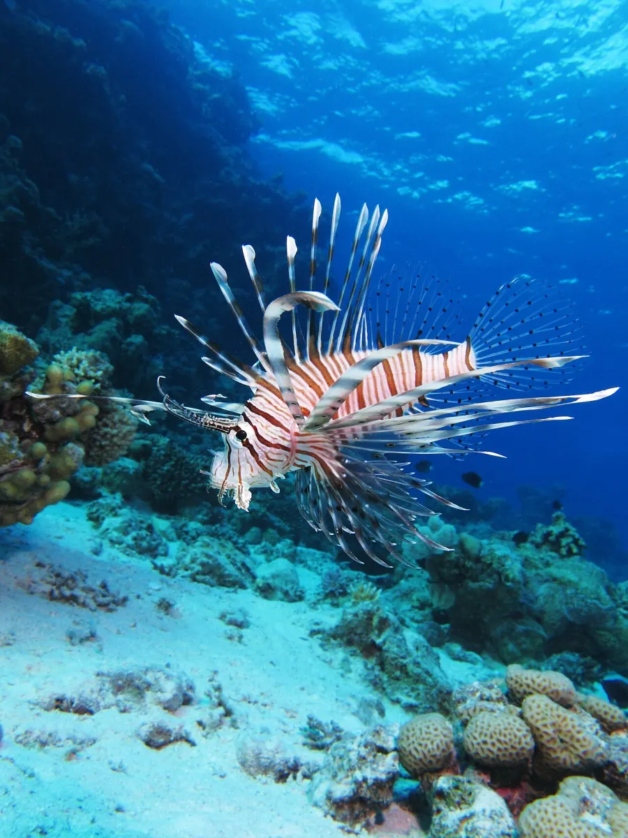 Lionfish — what it really looks like