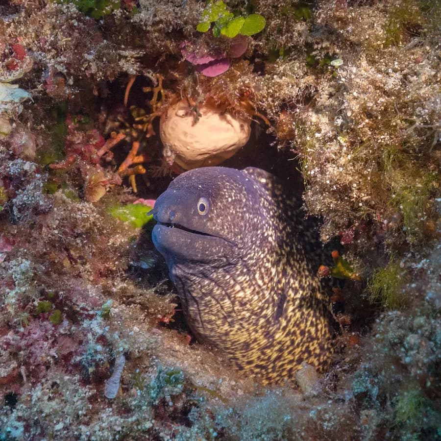 Moray eels — what it really looks like