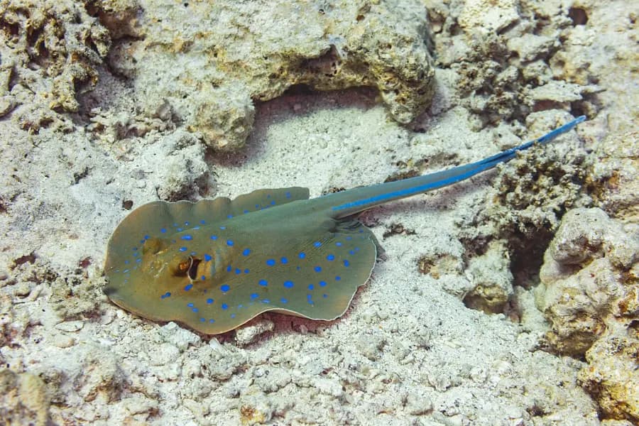 Stingrays — what it really looks like