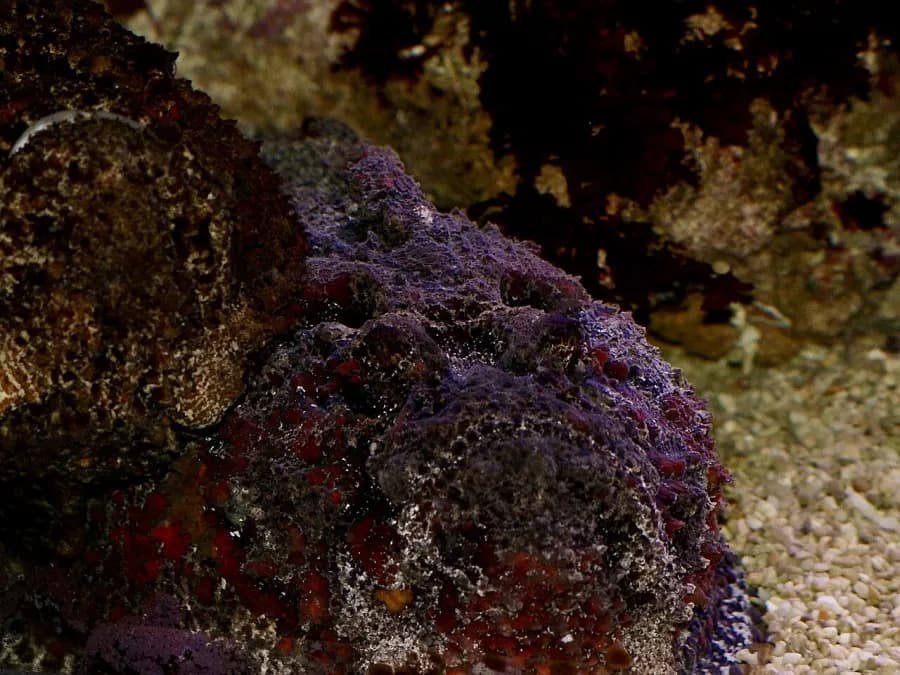 Scorpionfish & stonefish — what it really looks like