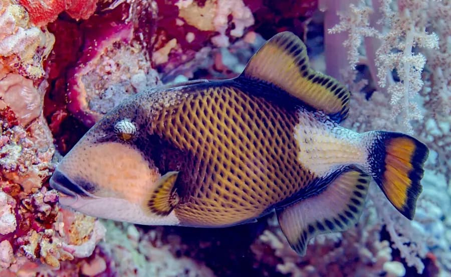 Titan triggerfish — what it really looks like
