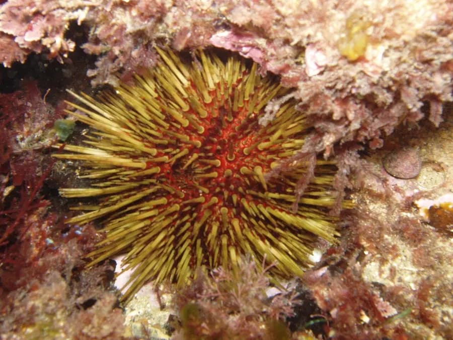 Sea urchins — what it really looks like