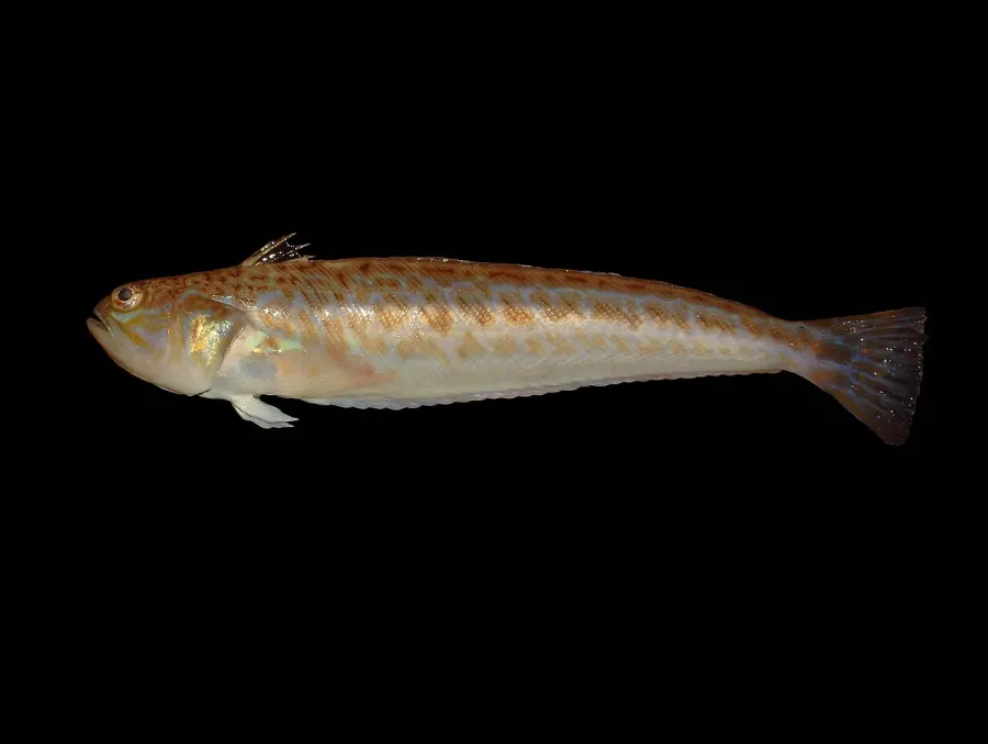 Weever fish — what it really looks like