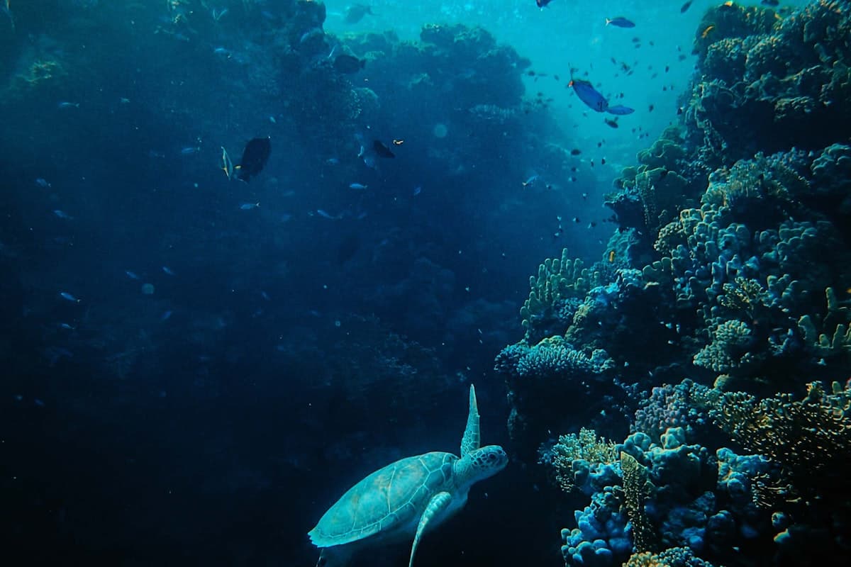 Manijin Island